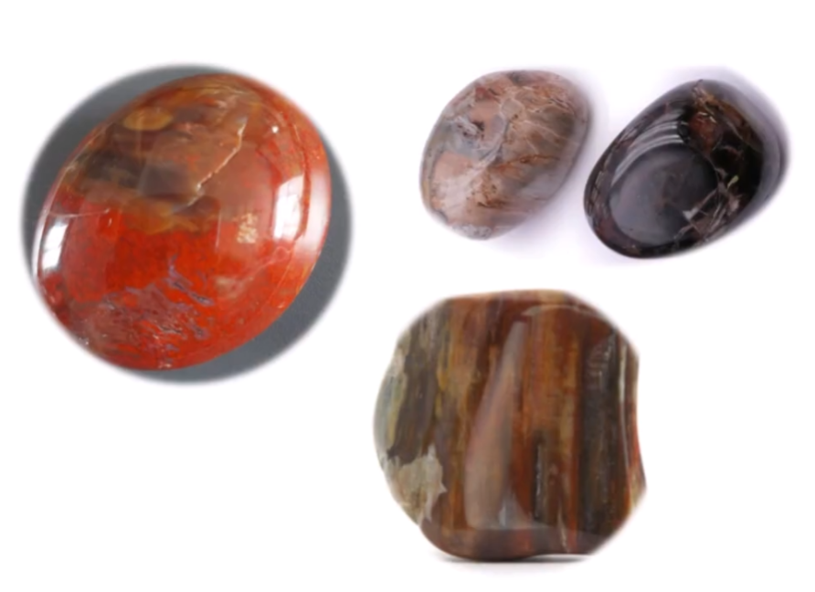 Et si on les écoutait... Le bois fossilisé